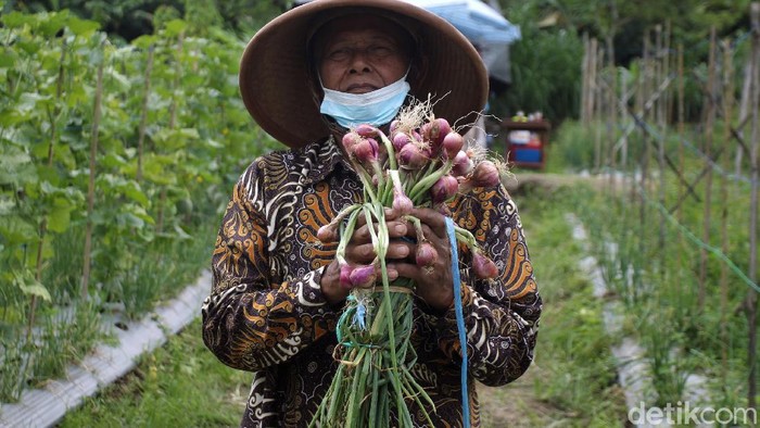 Balai Pengkajian Teknologi Pertanian (BPTP) Yogyakarta bekerja sama dengan Kelompok Tani Sari Manggala melakukan panen benih bawang merah varietas Lokananta.
