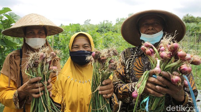 Panen Perdana Bawang Merah di Sleman yang Penuh Inovasi Balai Pengkajian Teknologi Pertanian (BPTP) Yogyakarta bekerja sama dengan Kelompok Tani Sari Manggala melakukan panen benih bawang merah varietas Lokananta.