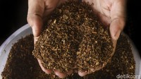 Tren rokok tingwe kini mulai ramai digandrungi mulai dari orang tua hingga anak muda mulai beralih ke rokok ini.