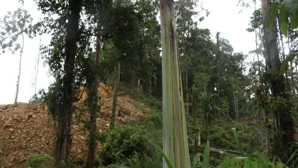 Pisang raksasa yang ditemukan di Fakfak merupakan tumbuhan endemik yang memiliki nama latin Musa ingens atau Musa ingens N. W. Simmonds.