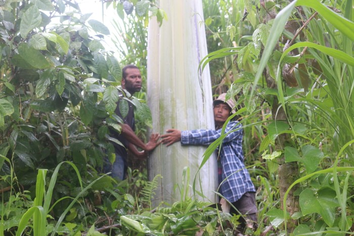 Pisang raksasa Papua atau pisang Musa Ingens ditemukan tumbuh alami di tepi Jalan Raya Fakfak-Kokas Kilometer18, Kaisu, Kampung Mananmur, Distrik Kayauni, Fakfak, Papua Barat.