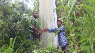 Pohon Pisang Raksasa di Papua