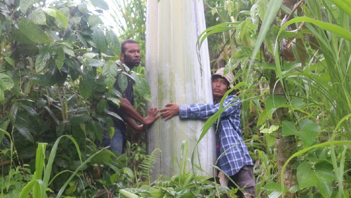 Pisang raksasa Papua atau pisang Musa Ingens ditemukan tumbuh alami di tepi Jalan Raya Fakfak-Kokas Kilometer18, Kaisu, Kampung Mananmur, Distrik Kayauni, Fakfak, Papua Barat.
