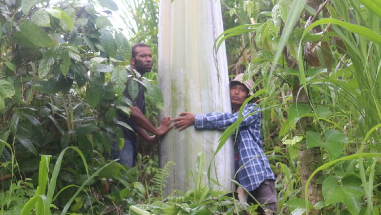 Pisang Raksasa Papua Pisang raksasa Papua atau pisang Musa Ingens ditemukan tumbuh alami di tepi Jalan Raya Fakfak-Kokas Kilometer18, Kaisu, Kampung Mananmur, Distrik Kayauni, Fakfak, Papua Barat.