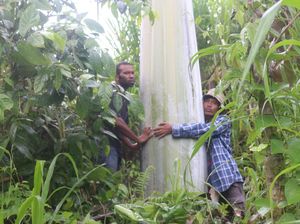 Pohon Pisang Raksasa di Papua dan Membeludaknya Wisatawan di Yogyakarta