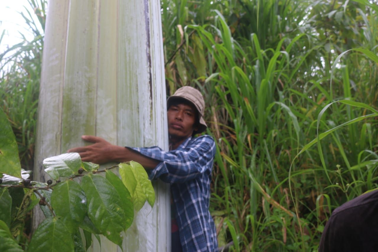 Pisang raksasa Papua atau pisang Musa Ingens ditemukan tumbuh alami di tepi Jalan Raya Fakfak-Kokas Kilometer18, Kaisu, Kampung Mananmur, Distrik Kayauni, Fakfak, Papua Barat.