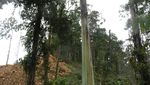 Pohon Pisang Raksasa di Papua