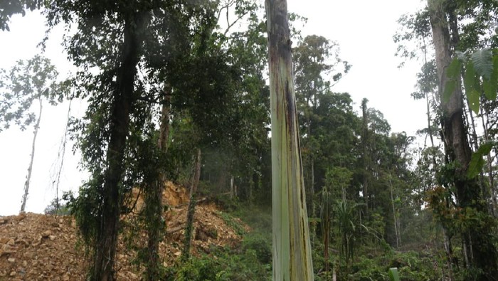 Pisang Raksasa Papua Pisang raksasa Papua atau pisang Musa Ingens ditemukan tumbuh alami di tepi Jalan Raya Fakfak-Kokas Kilometer18, Kaisu, Kampung Mananmur, Distrik Kayauni, Fakfak, Papua Barat.