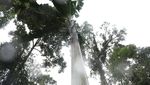 Pohon Pisang Raksasa di Papua