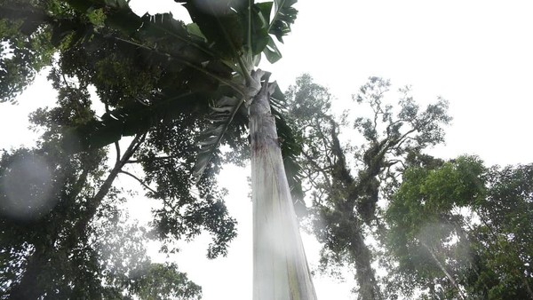 Pisang Musa Ingens tumbuh di daerah dengan ketinggian 1.000 -1.700 m dpl. Tinggi pohon pisang ini bisa mencapai 10-15 meter. Bahkan di hutan Fakfak, pisang ini bisa setinggi 25 meter. Pisang Musa Ingens tumbuh di daerah dengan ketinggian 1.000 -1.700 m dpl. Tinggi pohon pisang ini bisa mencapai 10-15 meter. Bahkan di hutan Fakfak, pisang ini bisa setinggi 25 meter.