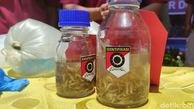 Polda Jateng gagalkan penyelundupan benih lobster
