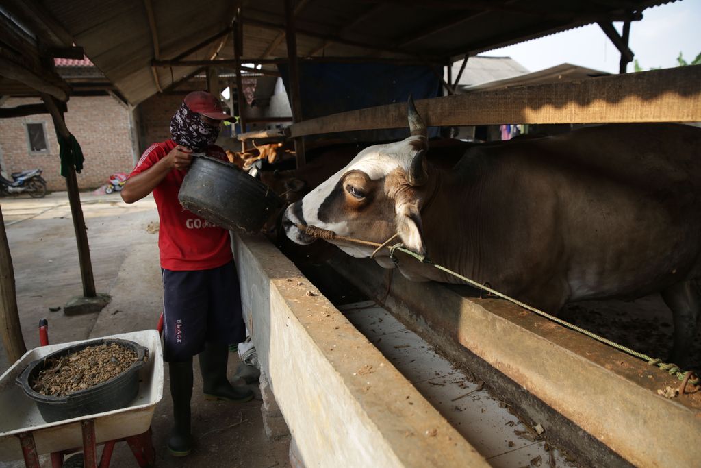 peternakan sapi terbesar di lampung