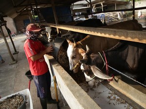 Mau Dapat Omzet Puluhan Juta dari Gemukin Sapi? Ini Rahasianya