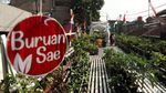 Wapres Maruf Amin Kunjungi Urban Farming di Kota Bandung