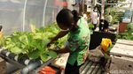 Wapres Maruf Amin Kunjungi Urban Farming di Kota Bandung
