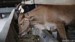 Wow, Bisnis Gemukin Sapi di Lampung Beromzet Puluhan Juta Lho