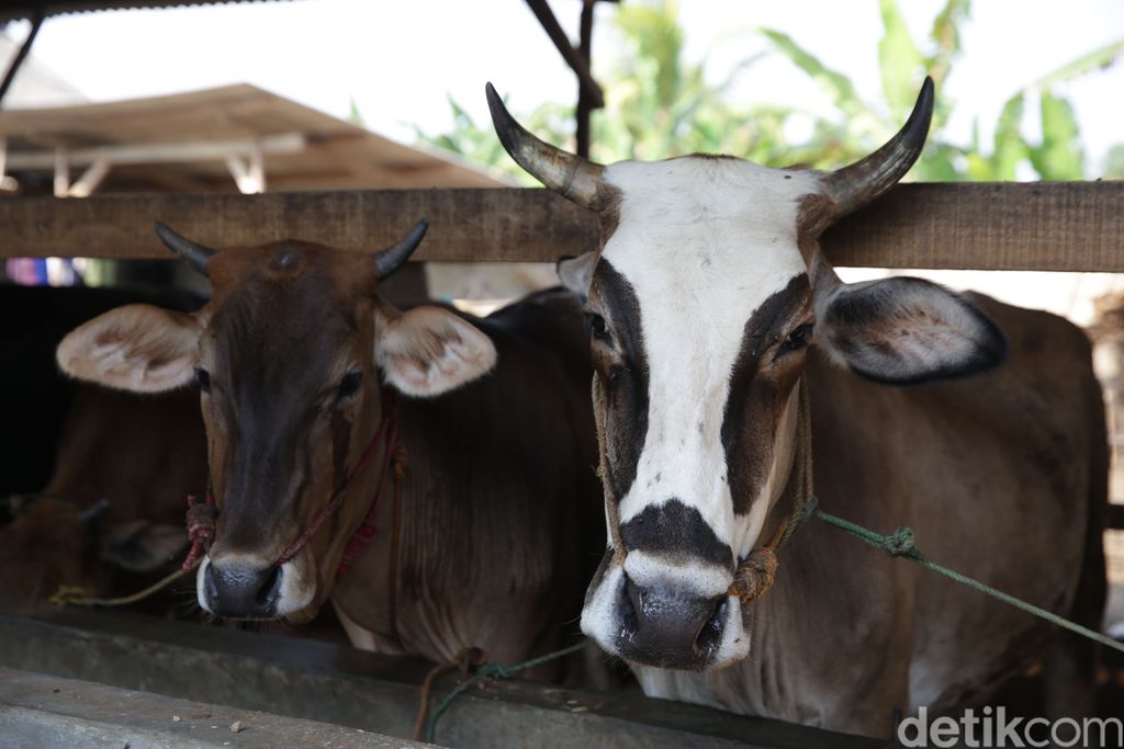 Usaha yang terbilang unik yakni penggemukan sapi ada di kawasan Lampung. Tak main-main, bisnis ini meraup omzet puluhan juta rupiah.