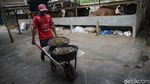 Wow, Bisnis Gemukin Sapi di Lampung Beromzet Puluhan Juta Lho