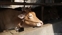Muslimin menguraikan dalam sebulan setidaknya ada 5 ekor sapi yang terjual dengan kisaran harga Rp 17-18 juta. Omzet yang ia peroleh per bulan sekitar Rp 80-90 juta.