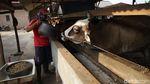 Wow, Bisnis Gemukin Sapi di Lampung Beromzet Puluhan Juta Lho