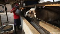 Muslimin juga menerima pesanan sapi dari pembeli di luar kota. Ia sudah memiliki armada sendiri untuk mengantarkan sapi ke Jakarta dan berbagai daerah di Pulau Jawa.