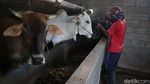 Wow, Bisnis Gemukin Sapi di Lampung Beromzet Puluhan Juta Lho