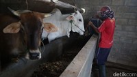 Bagaimana menurut Anda?