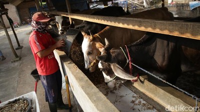 Wow, Bisnis Gemukin Sapi di Lampung Beromzet Puluhan Juta Lho