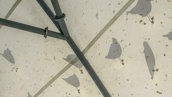 Bayangan burung yang berdiri di atas tenda. Foto: Bored Panda