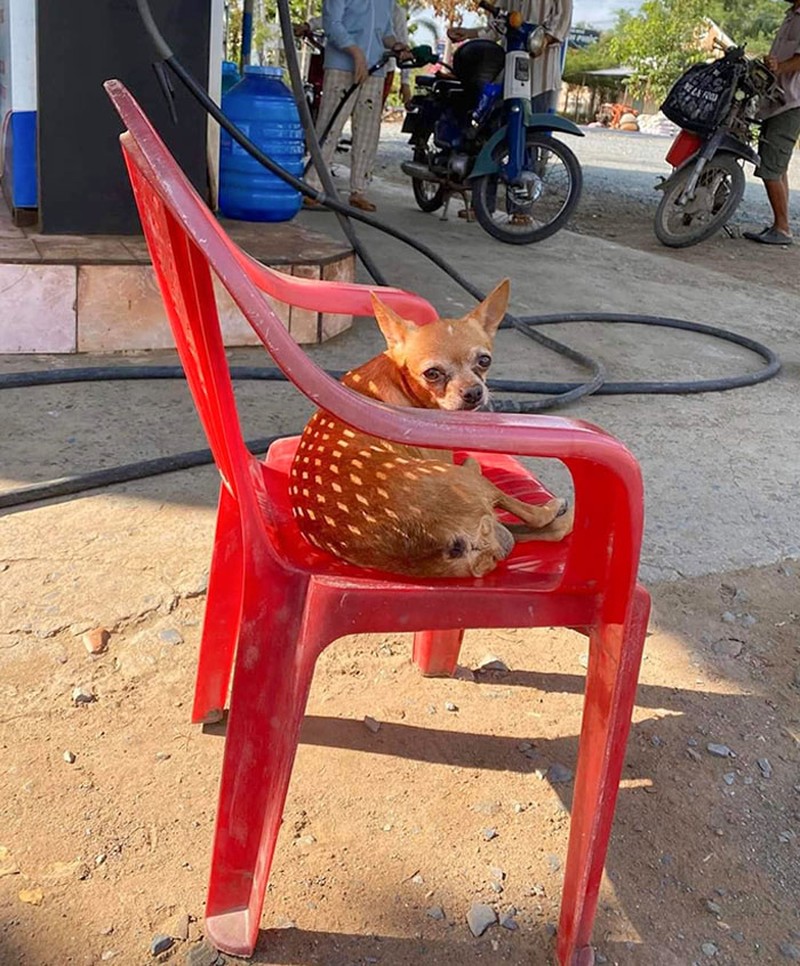 Foto bayangan