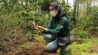 Tanaman kopi ditanam berjarak dengan tanaman lainnya agar memberi jarak ketika tanaman tumbuh besar. Nantinya, tanaman akan dirawat oleh para petani di sana. (Muhammad Iqbal/detikcom)