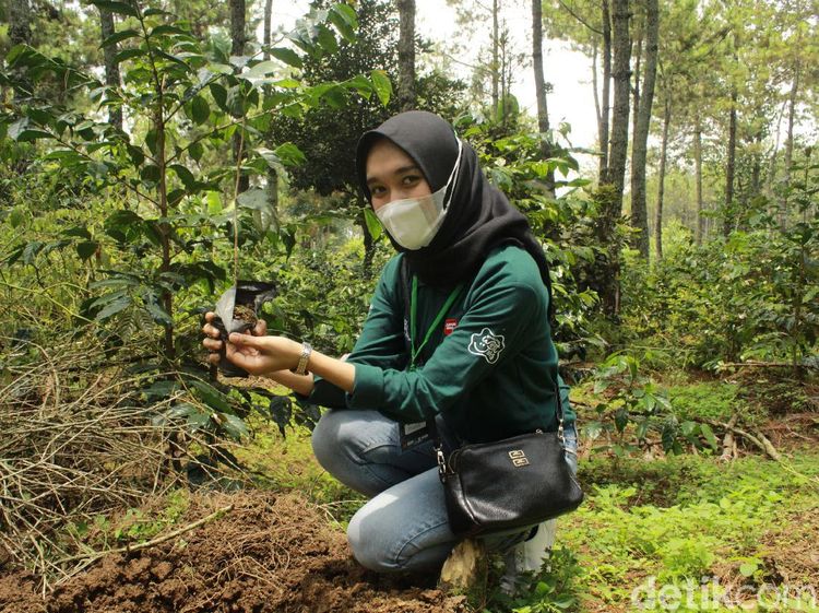 Foto: Trip Jelajahi Kebun Kopi di Bandung Selatan