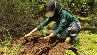 Dinas Pariwisata dan Kebudayaan Kabupaten Bandung menggelar trip khusus beraam Jelajah Kopi Bandung Selatan. WIsatawan akan dibawa ke lokasi penanaman kopi di Ciwidey (Muhammad Iqbal/detikcom)