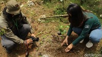 Kalau mau melihat lagi pertumbuhan bibit kopi yang ditanam, wisatawan bisa kembali menengok perkembangan kopi mereka. (Muhammad Iqbal/detikcom)