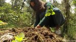 Foto: Trip Jelajahi Kebun Kopi di Bandung Selatan