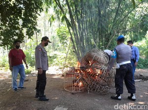 Judi Sabung Ayam di Banyuwangi Dibubarkan, Polisi Bakar Barang Bukti