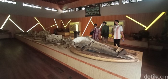 Kerangka Ikan raksasa sepanjang 16 meter