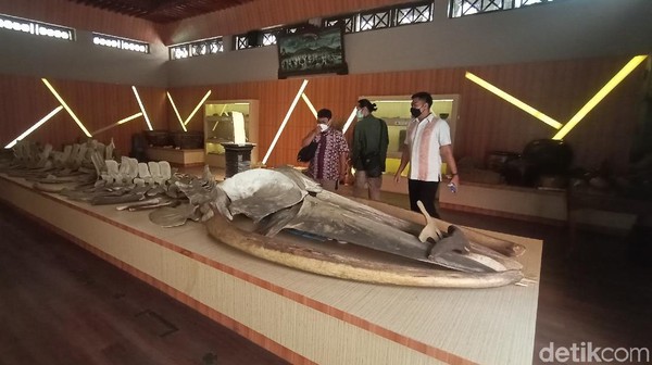 Pemandu Museum RA. Kartini, Jepara, Fais Probo Pujiono mengatakan ikan raksasa itu ditemukan di perairan Kepulauan Karimunjawa pada pertengahan bulan April 1989. Ikan raksasa ditemukan dalam kondisi sudah mati dan terdampar di pinggir pantai. (Dian Utoro Aji/detikTravel)