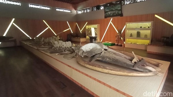 Ada yang berbeda di Museum R.A Kartini, Jepara. Di sana ada koleksi fosil yang diberi nama Joko Tuo. Koleksi itu berupa kerangka ikan raksasa yang berukuran panjang 16 meter. (Dian Utoro Aji/detikTravel) Ada yang berbeda di Museum R.A Kartini, Jepara. Di sana ada koleksi fosil yang diberi nama Joko Tuo. Koleksi itu berupa kerangka ikan raksasa yang berukuran panjang 16 meter. (Dian Utoro Aji/detikTravel)
