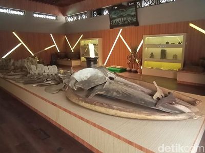 Kerangka Ikan Raksasa Sepanjang 16 Meter Ada di Jepara!