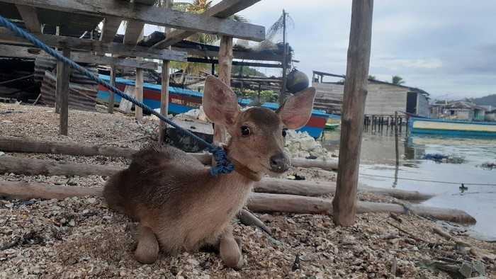 Rusa Kampung Goras hasil tangkapan warga