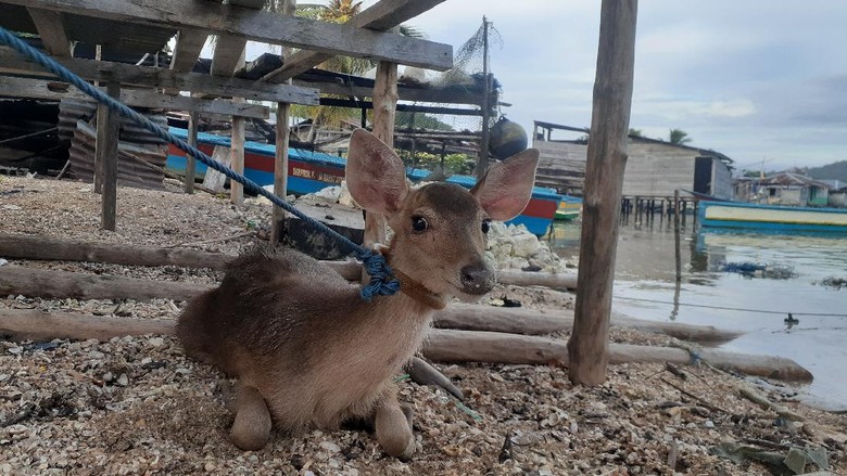 Rusa Kampung Goras Rusa Kampung Goras hasil tangkapan warga