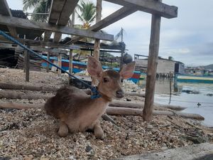 Di Kampung Papua Ini, Kambing Lebih Berharga Dibanding Rusa