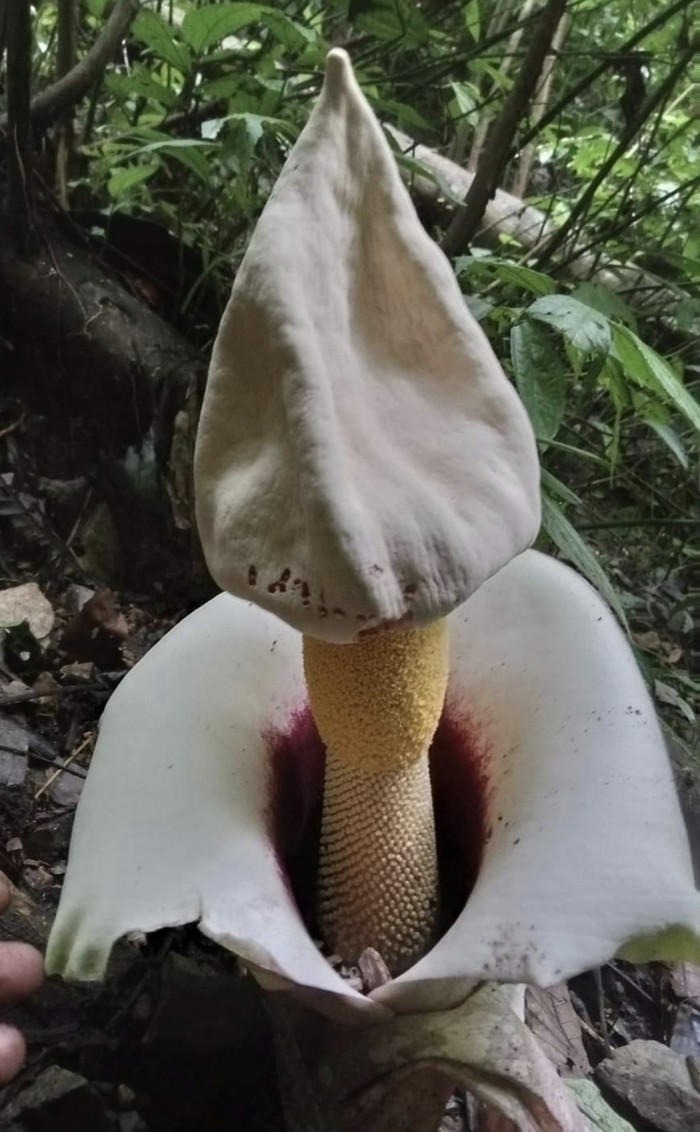 Bunga bangkai langka di hutan Labura. (Dok Haray Sam Munthe )