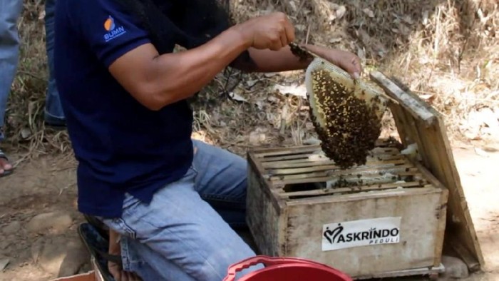 Dorong Produktivitas Kelompok Tani Hutan Askrindo kembali menyalurkan bantuan sarana produksi pada Kelompok Tani Hutan (KTH) Alam Roban yang juga menjadi bagian dari kelompok budidaya lebah liar di Hutan Roban, Batang, Jawa Tengah.