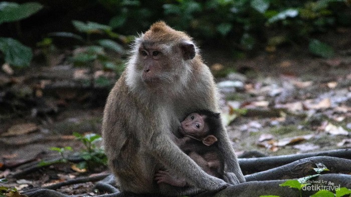Betina sedang menyusui bayi Monyet Ekor Panjang