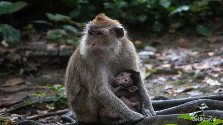 Makam Keramat Solear Rumah Bagi Monyet Ekor Panjang Betina sedang menyusui bayi Monyet Ekor Panjang