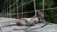 Monyet Ekor Panjang melakukan Grooming di Jembatan Sungai Cidurian
