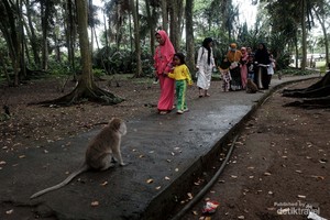 Makam Keramat Solear dan Monyet Ekor Panjang