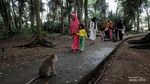 Makam Keramat Solear dan Monyet Ekor Panjang